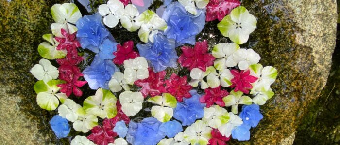 一条恵観山荘のあじさい