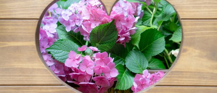 一条恵観山荘のあじさい