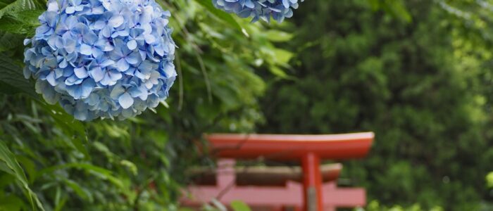 佐助稲荷神社のあじさい