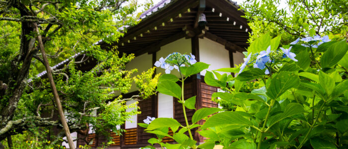 光則寺のあじさい