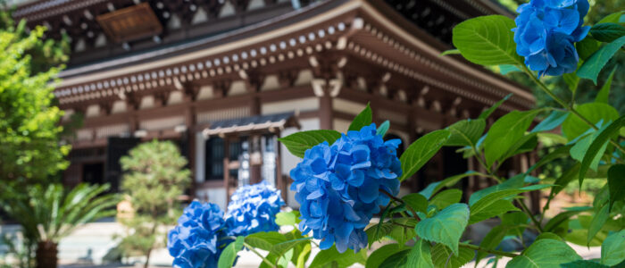 円覚寺のあじさい