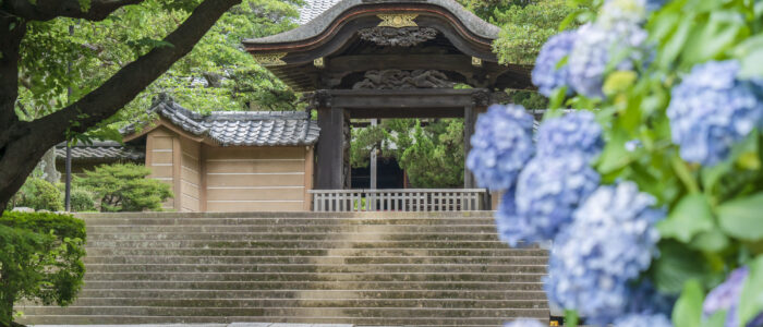 円覚寺のあじさい