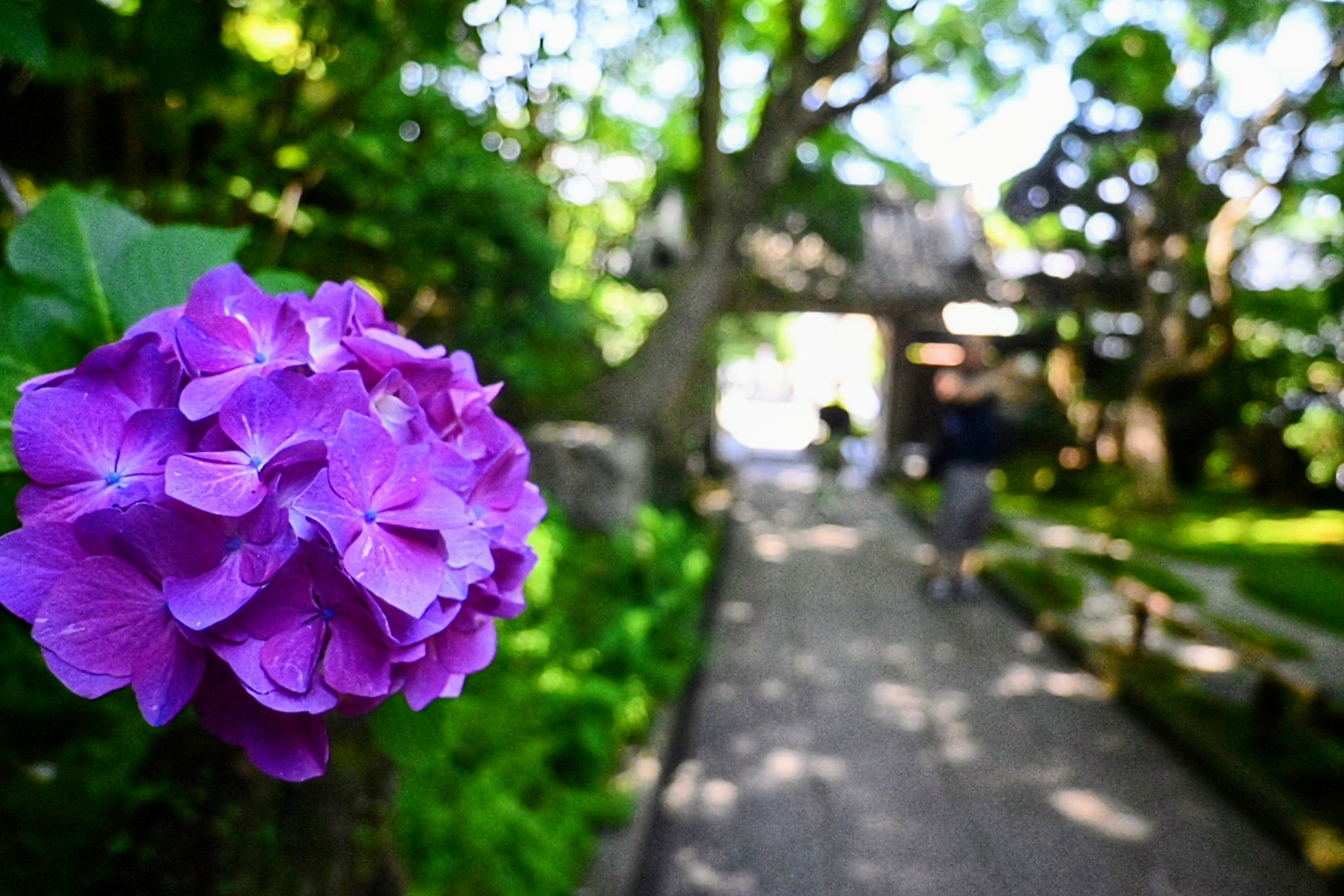 報国寺のあじさい