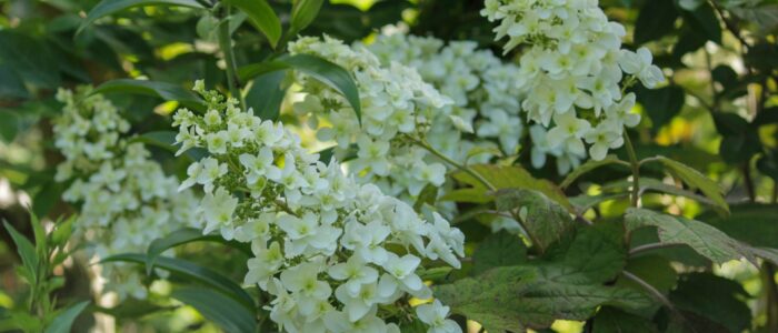 妙本寺のあじさい