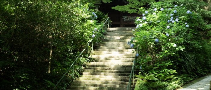 妙本寺のあじさい