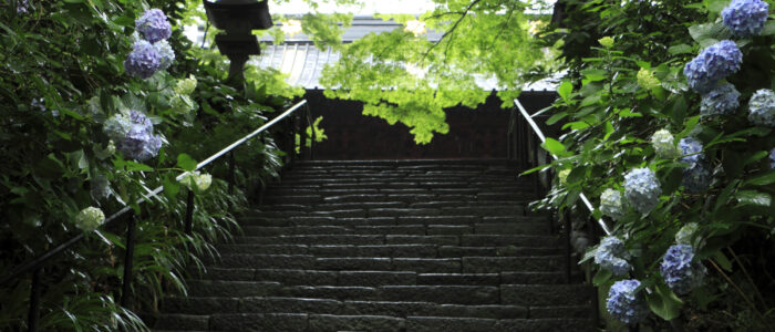 妙本寺のあじさい