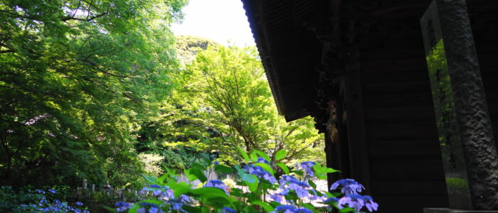 妙本寺のあじさい