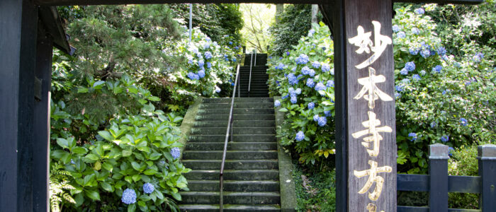 妙本寺のあじさい