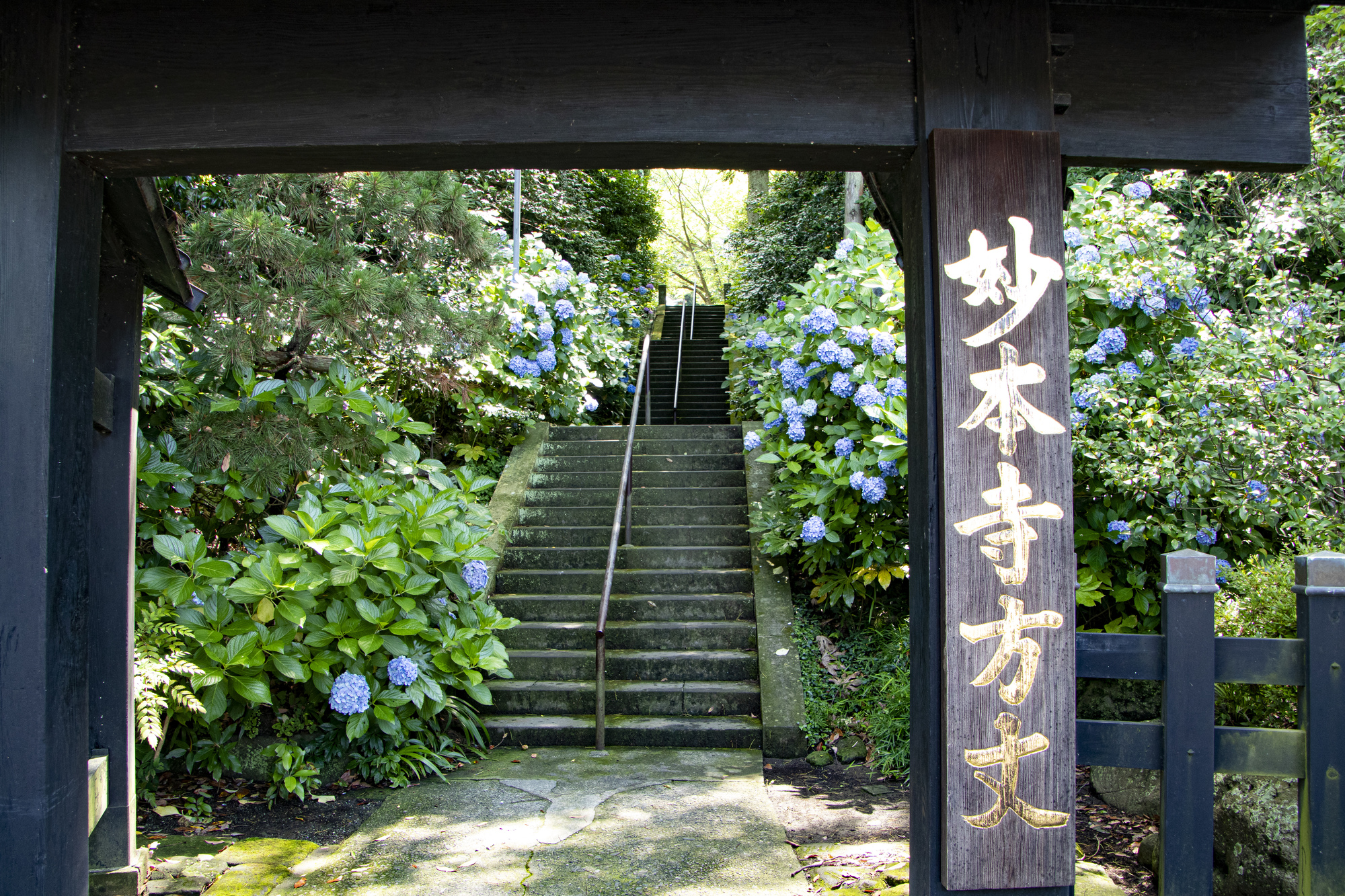 妙本寺のあじさい