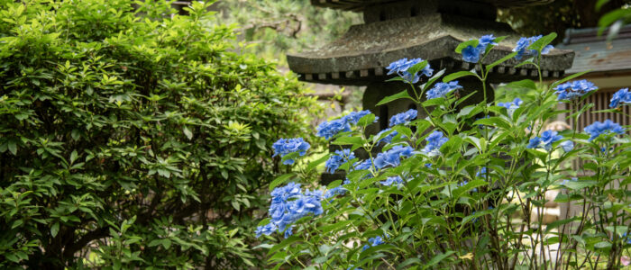 安国論寺のあじさい