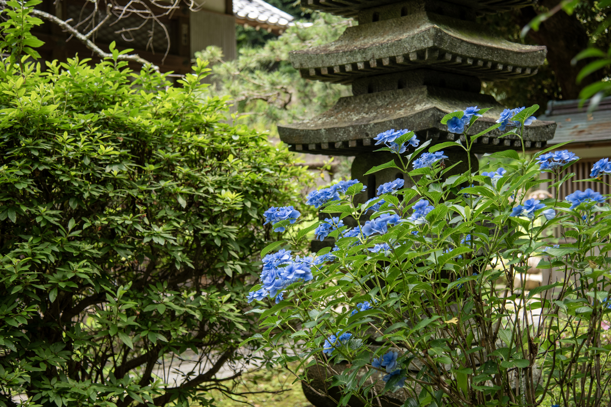 安国論寺のあじさい