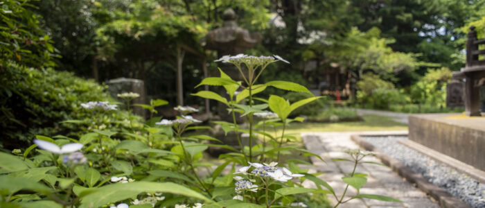 安国論寺のあじさい