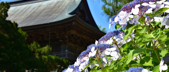 建長寺のあじさい
