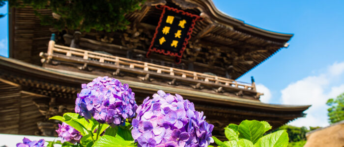 建長寺のあじさい