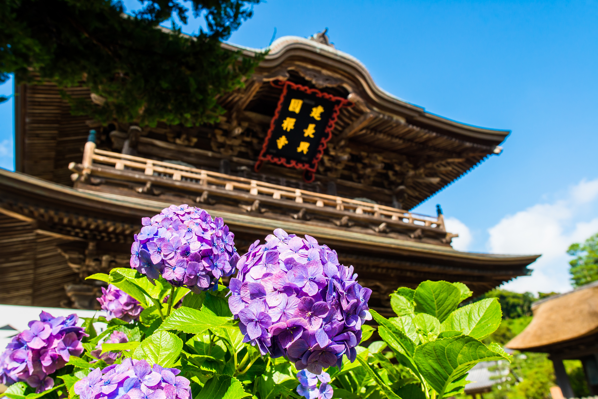 建長寺のあじさい