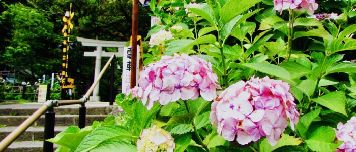 御霊神社のあじさい