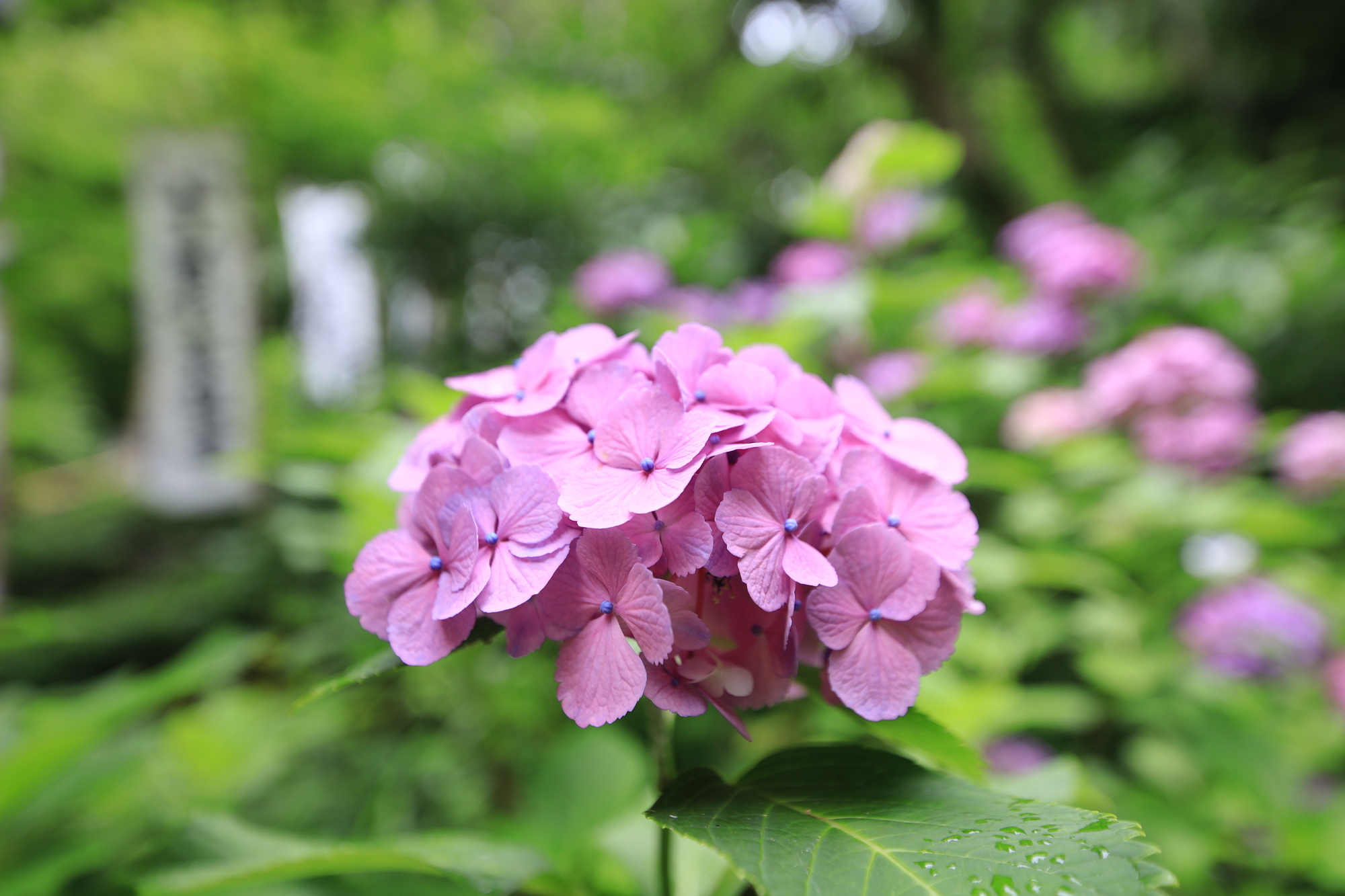 杉本寺のあじさい
