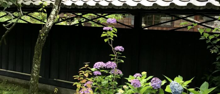 東慶寺のあじさい