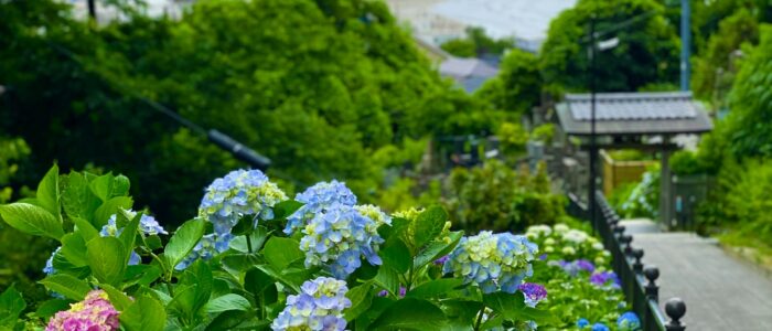 極楽寺のあじさい
