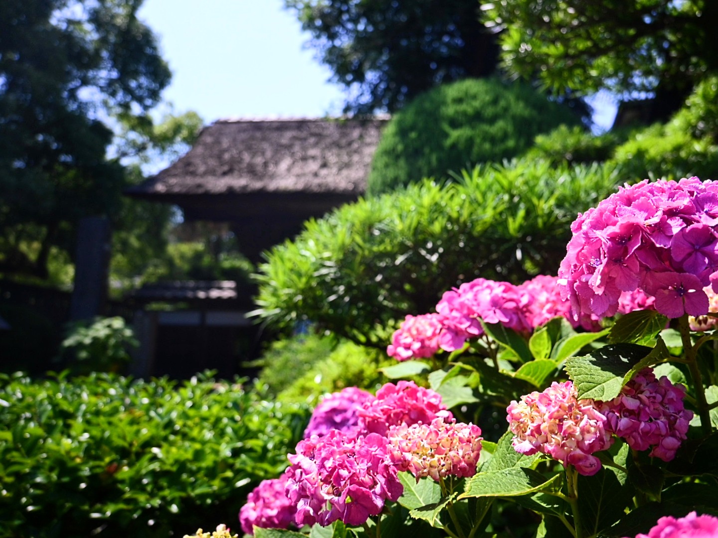 Gokurakuji Temple Hydrangeas: Tranquil Blooms Along Kamakura's Enoden Line | 가마쿠라 관광 완전 가이드 極楽寺のあじさい