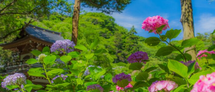 浄智寺のあじさい