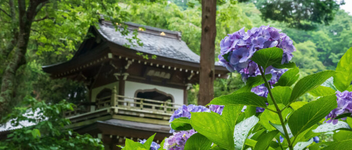 浄智寺のあじさい