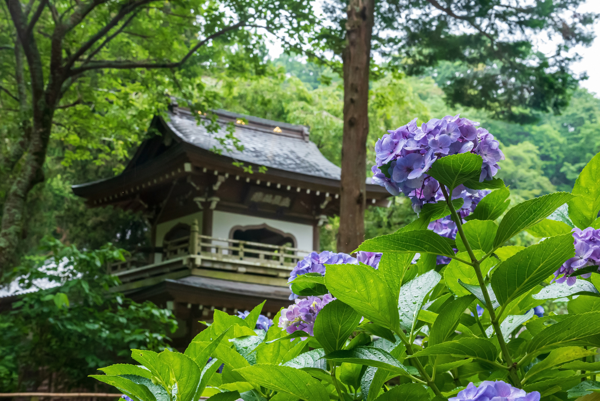 浄智寺のあじさい pixta_70319449_M | 가마쿠라 관광 완전 가이드 浄智寺のあじさい