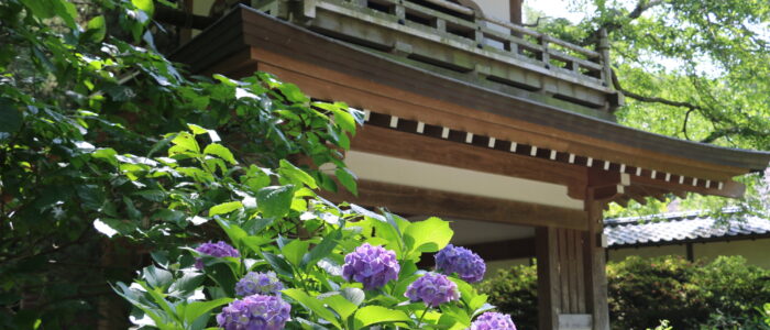 浄智寺のあじさい