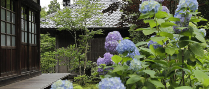 海蔵寺のあじさい