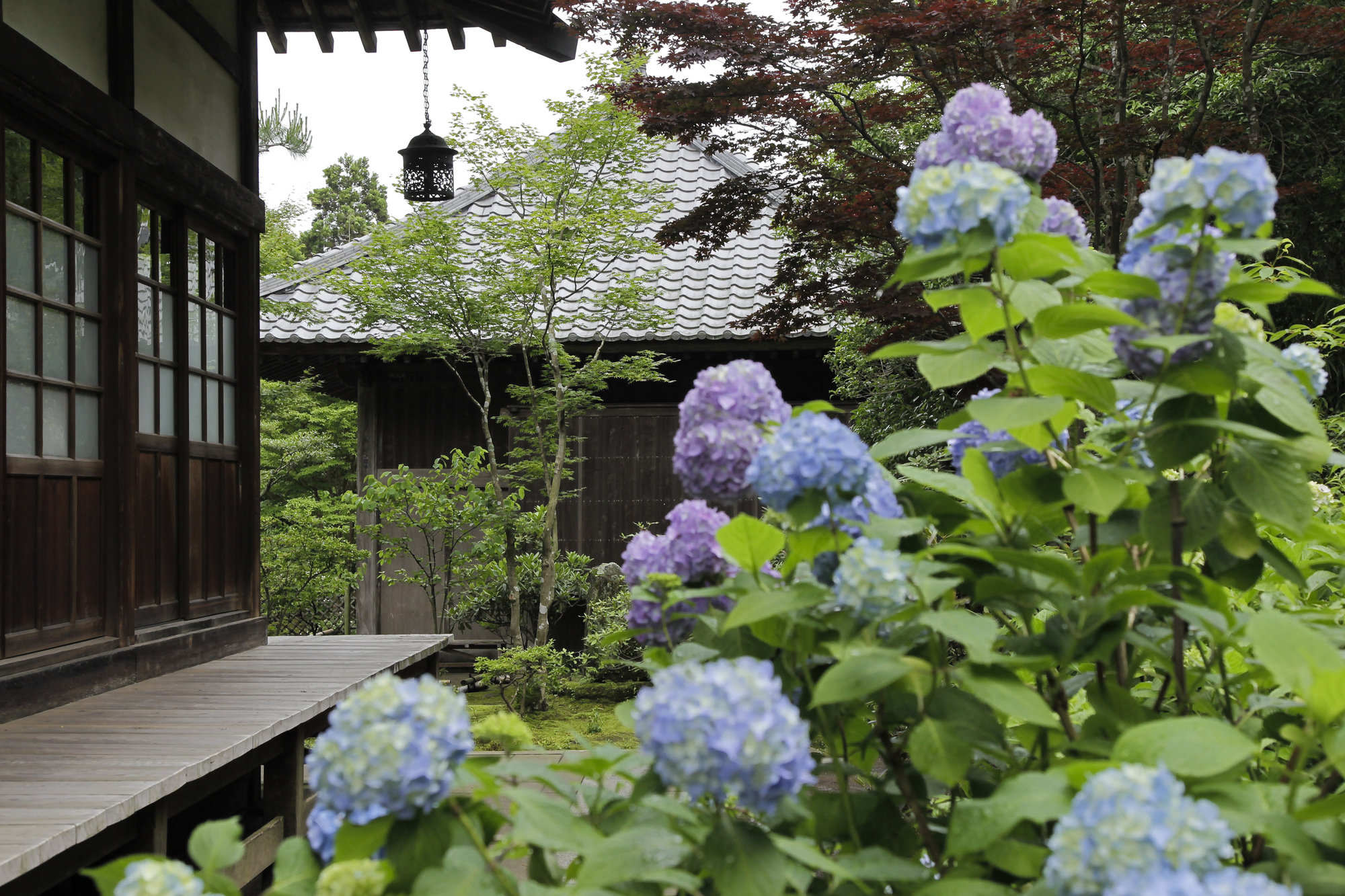 海蔵寺のあじさいpixta_2907355_M | 镰仓观光完全指南 海蔵寺のあじさい
