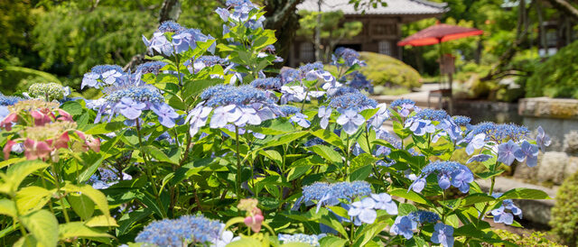 Kaizō-ji Temple Hydrangeas: Tranquil Blooms in Kamakura's Hidden Garden 海蔵寺のあじさい