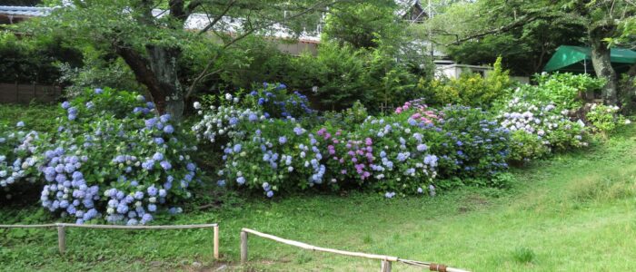 源氏山公園のあじさい