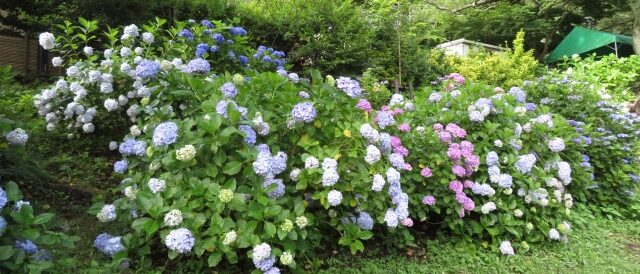 源氏山公園のあじさい