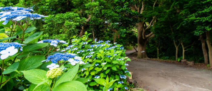 源氏山公園のあじさい