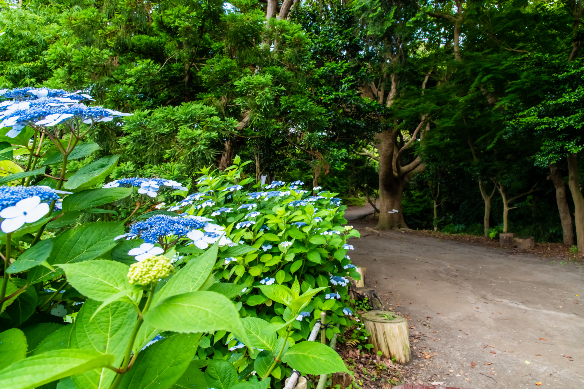 源氏山公園のあじさい