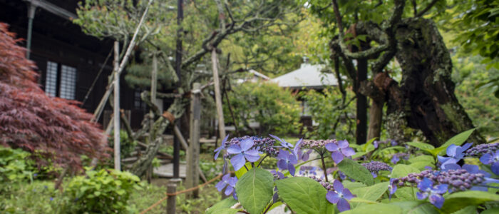 瑞泉寺のあじさい