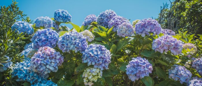 鎌倉海浜公園稲村ガ崎地区のあじさい