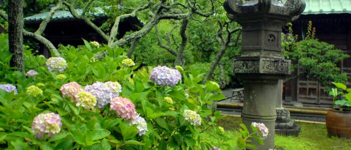 英勝寺のあじさい