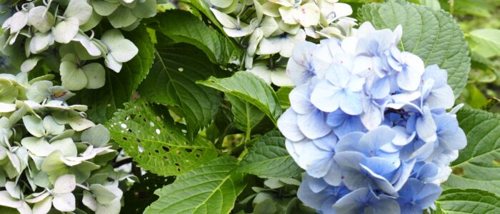 英勝寺のあじさい