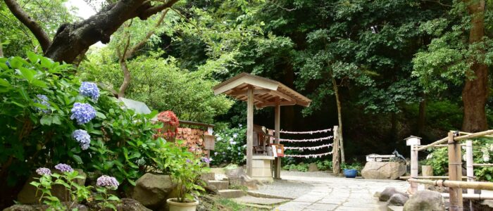 葛原岡神社のあじさい