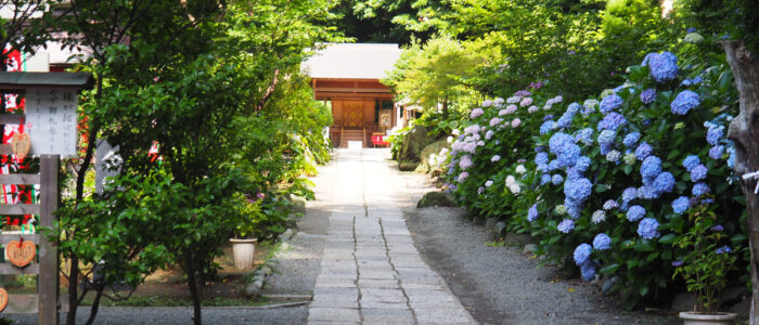 葛原岡神社のあじさい