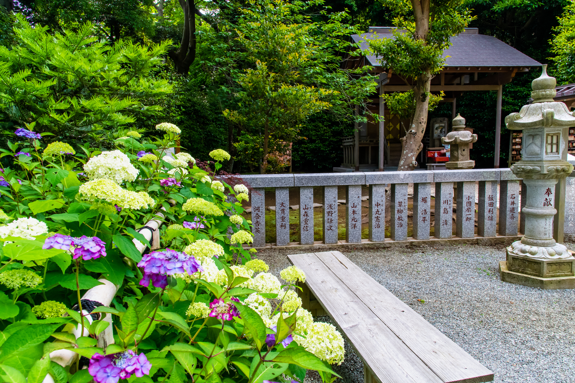 葛原岡神社のあじさい