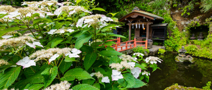 銭洗弁財天宇賀福神社のあじさい