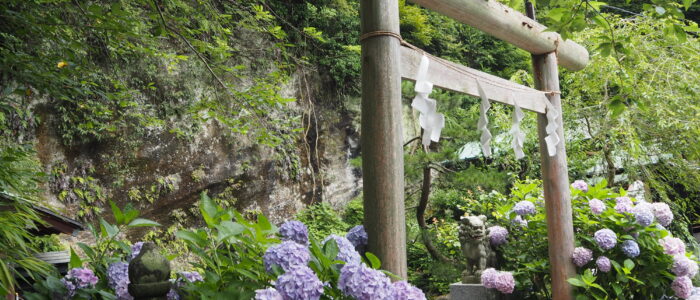銭洗弁財天宇賀福神社のあじさい