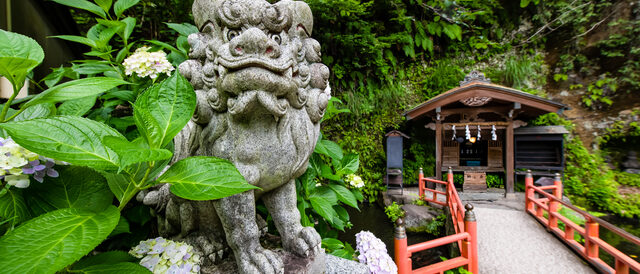 銭洗弁財天宇賀福神社のあじさい
