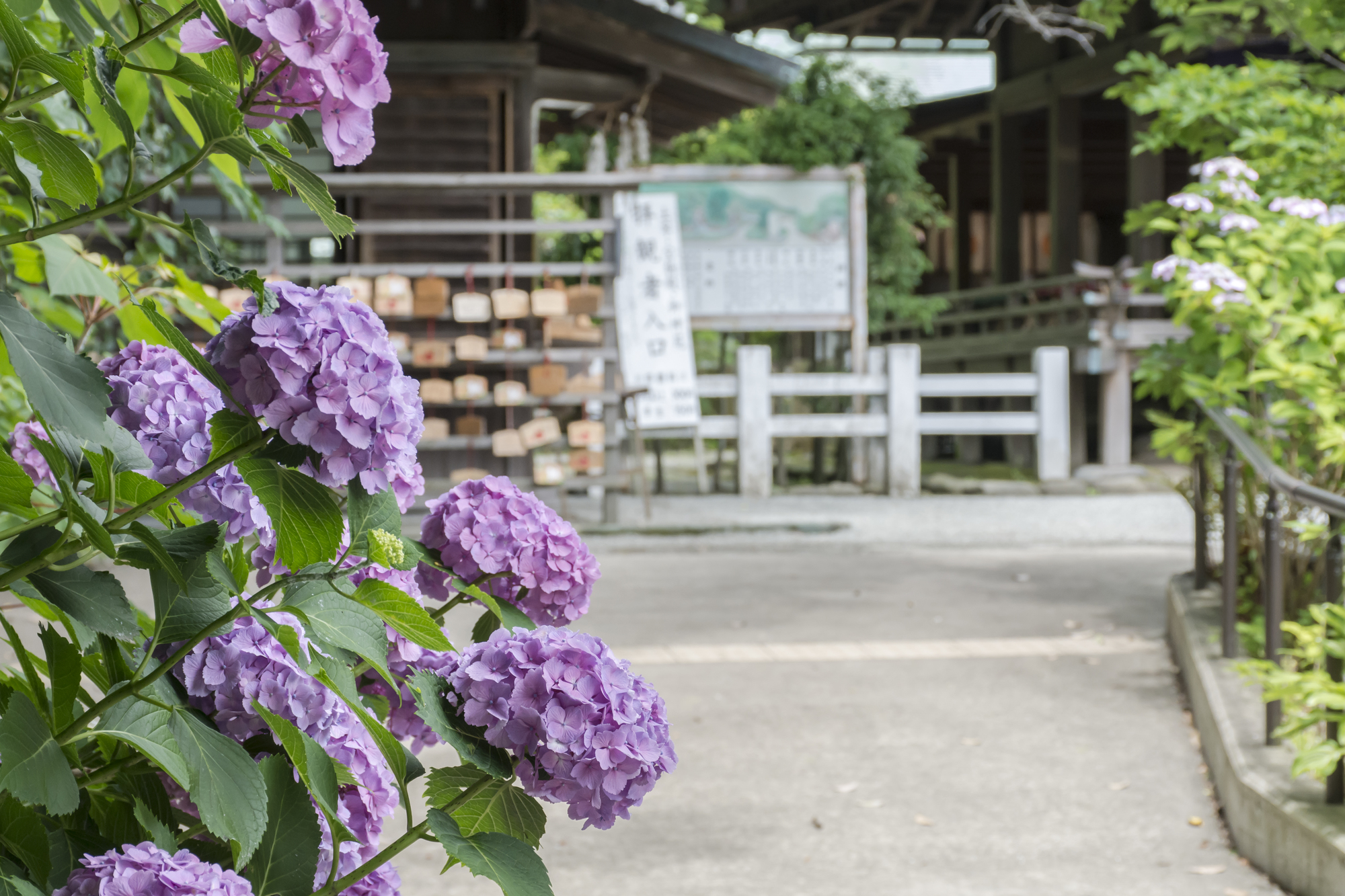 鎌倉宮のあじさい