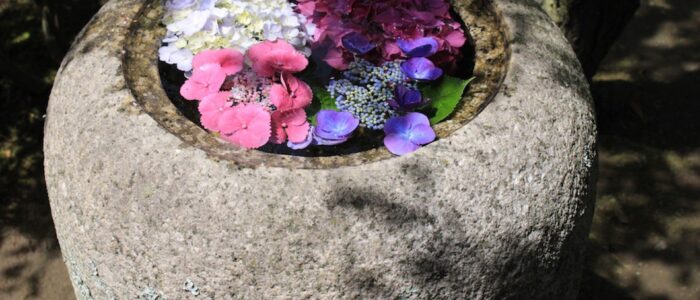 長寿寺のあじさい