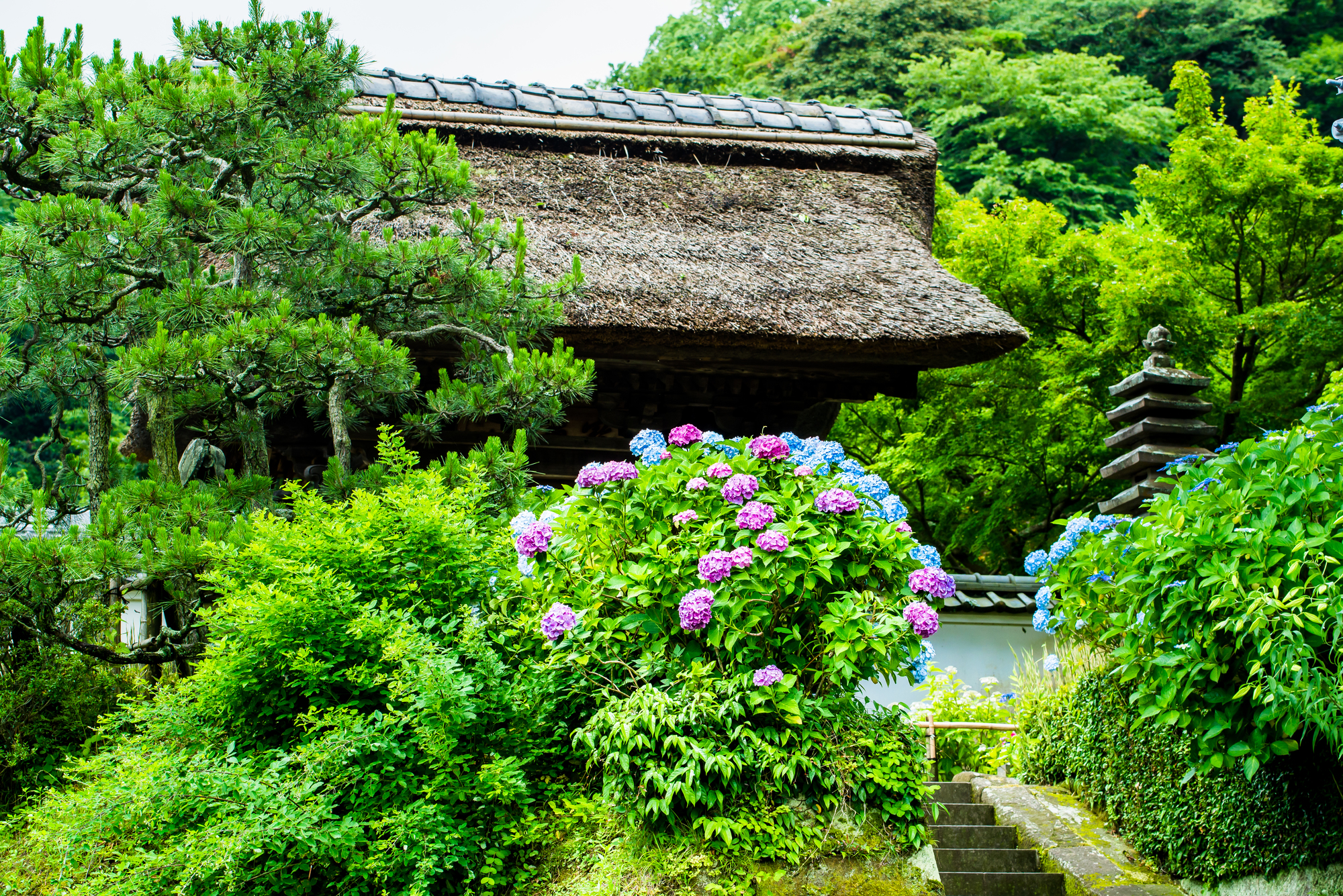 Chōju-ji Temple Hydrangeas: Limited-Time Tranquility in Kita-Kamakura | 가마쿠라 관광 완전 가이드 長寿寺のあじさい