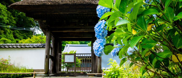 長寿寺のあじさい