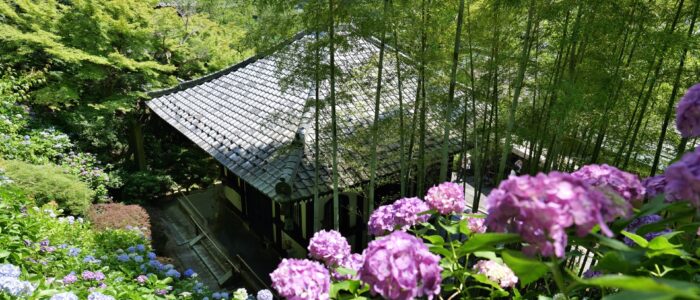長谷寺のあじさい